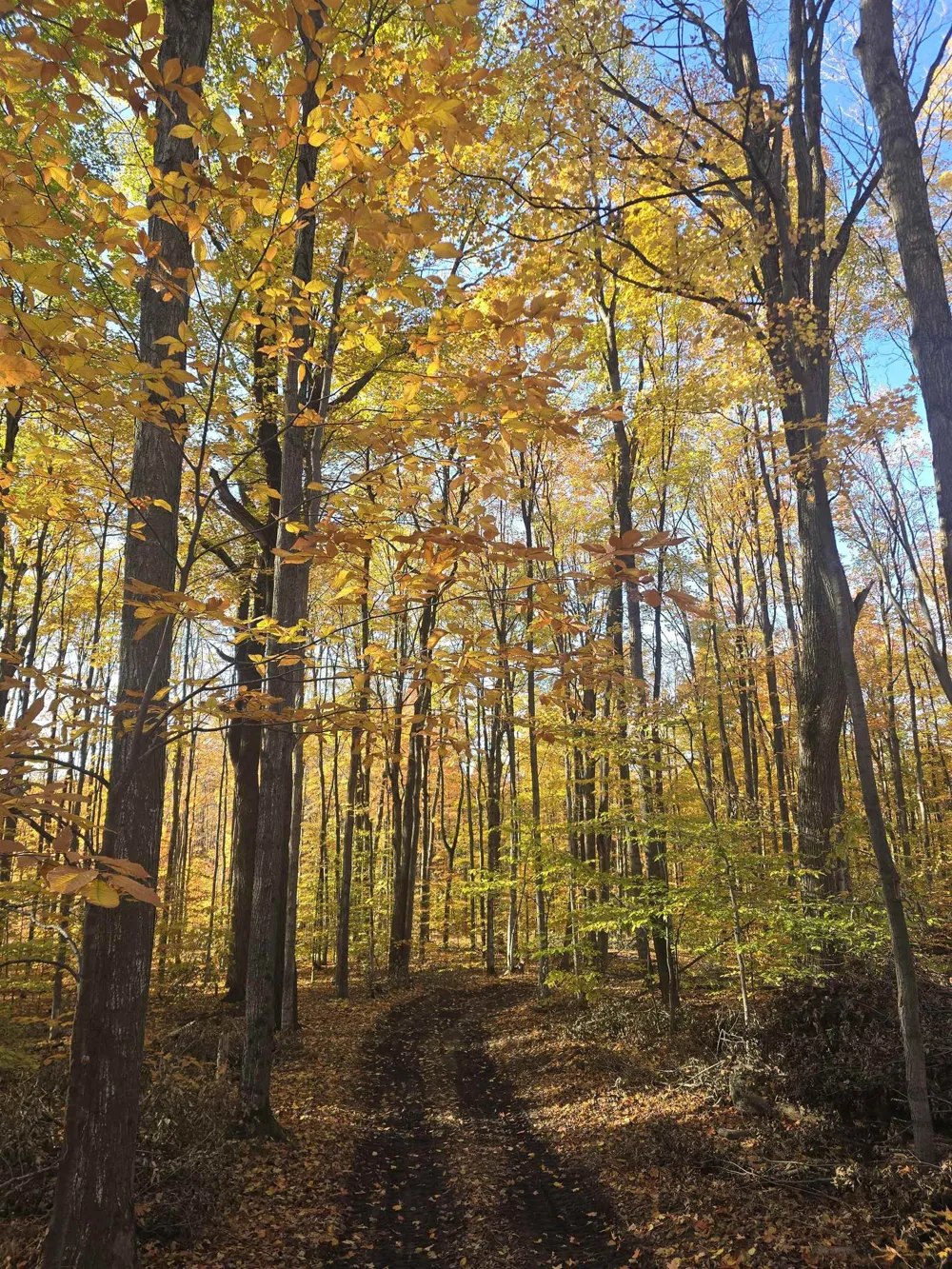 Stark Road Chestonia Township, MI 49659