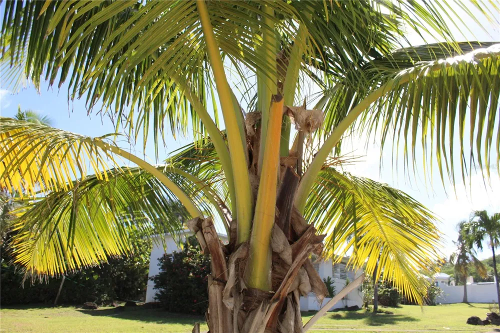 316 EL MAROC Vieques, PR 00765