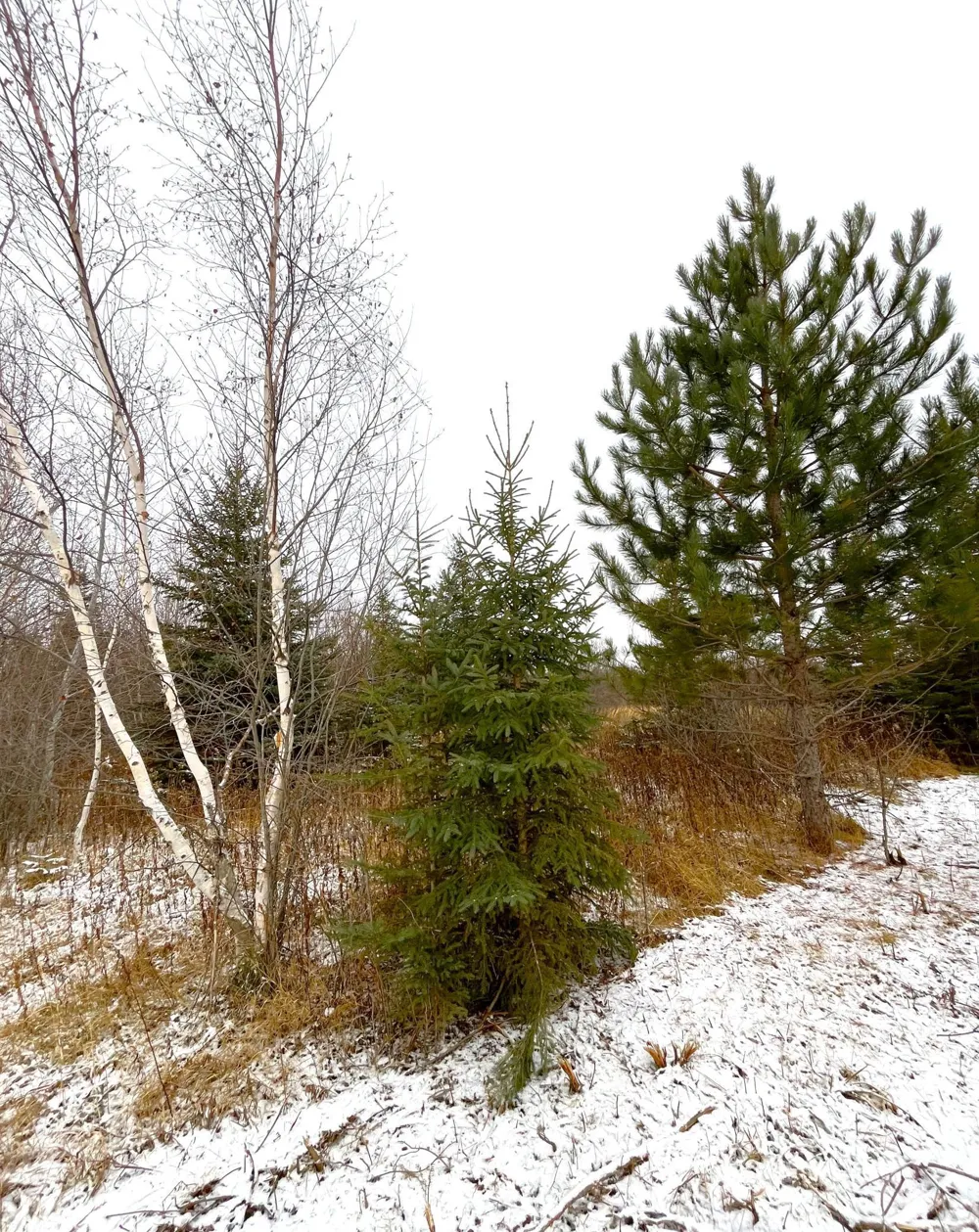 Lot 4 - TBD 330th Street Warroad, MN 56763