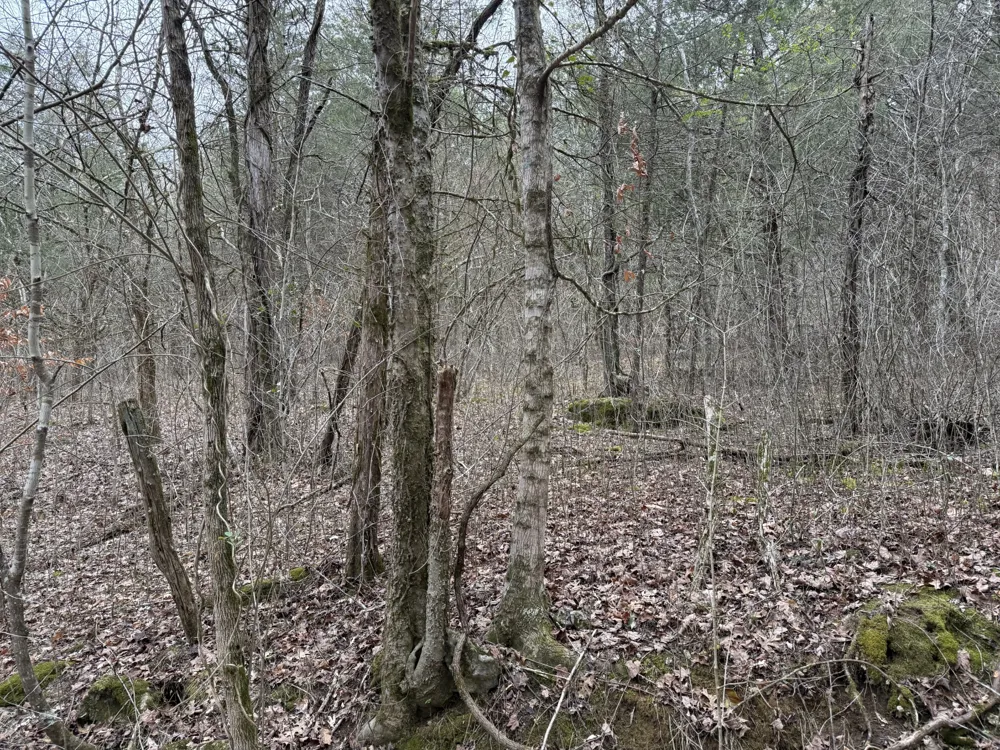 0 Cook Ln Gainesboro, TN 38562