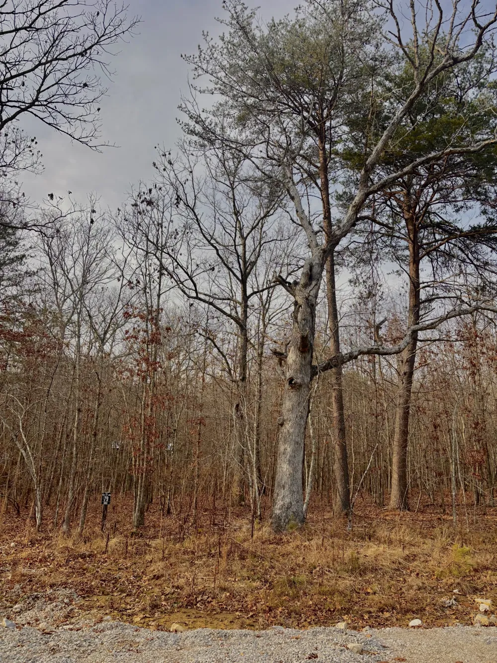 0 Summerfield Road Monteagle, TN 37356