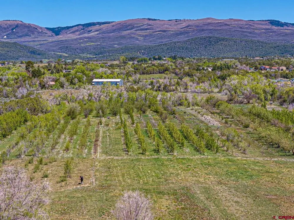 794 NE Indian Camp Avenue Cedaredge, CO 81413