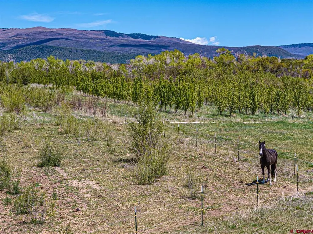 794 NE Indian Camp Avenue Cedaredge, CO 81413