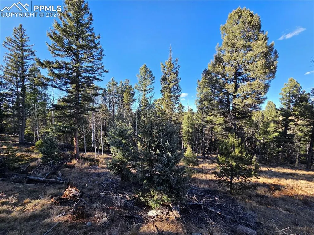 1434 Blue Mesa Drive Divide, CO 80814