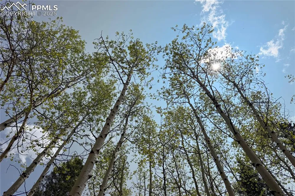 416 Willow Road Divide, CO 80814