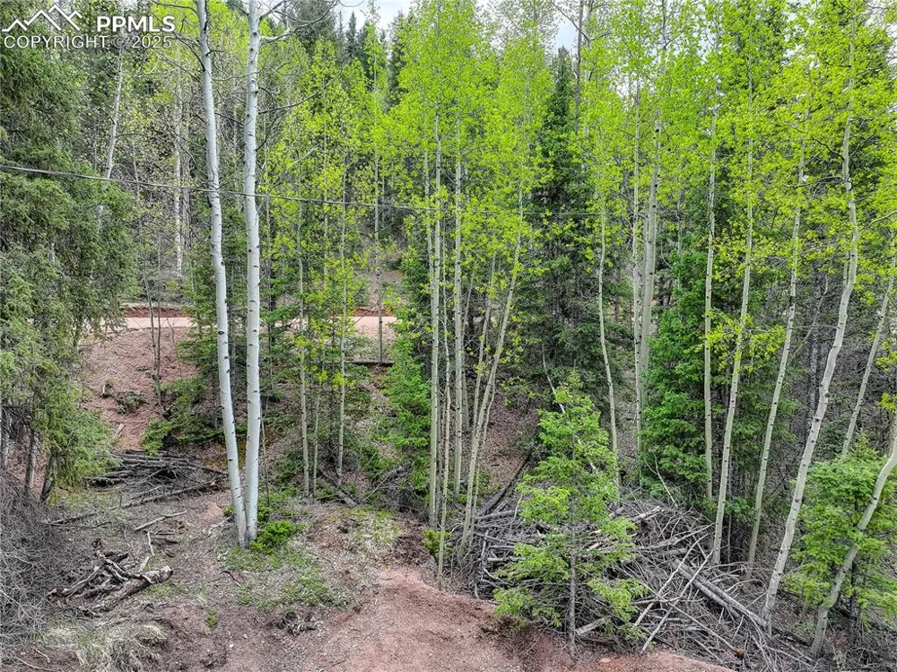 416 Willow Road Divide, CO 80814
