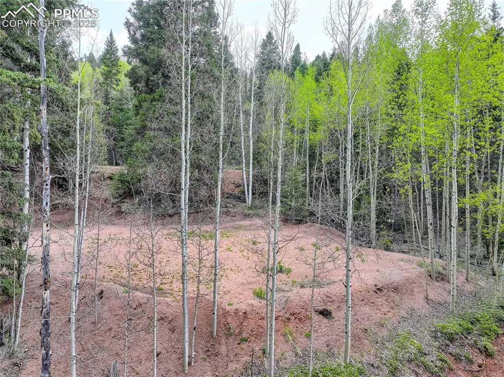 416 Willow Road Divide, CO 80814