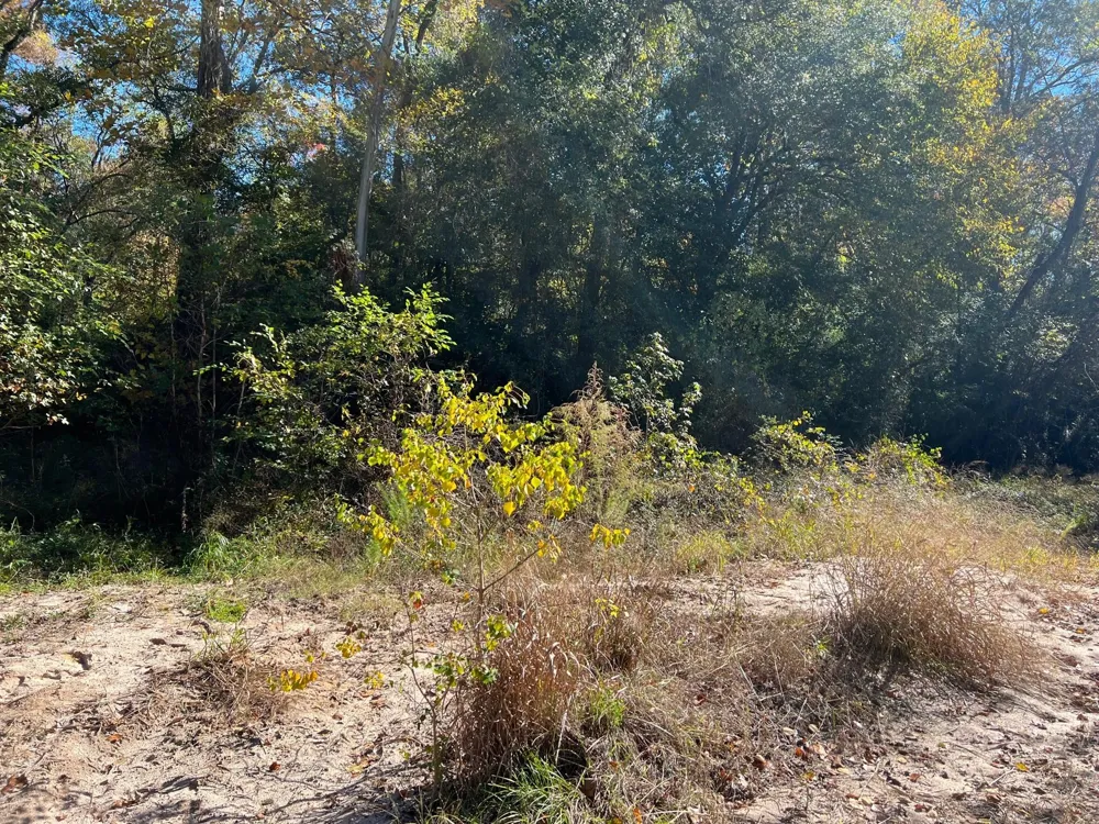 31517 Bohlssen Road New Caney, TX 77357