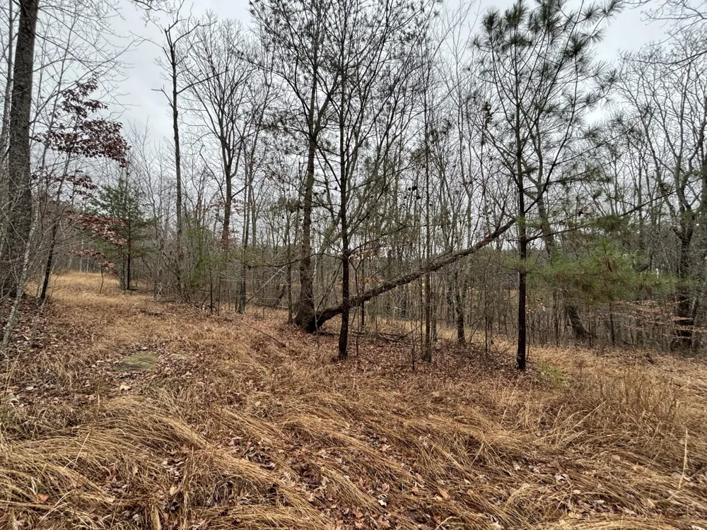 3699 Crockett Pointe Jasper, TN 37347
