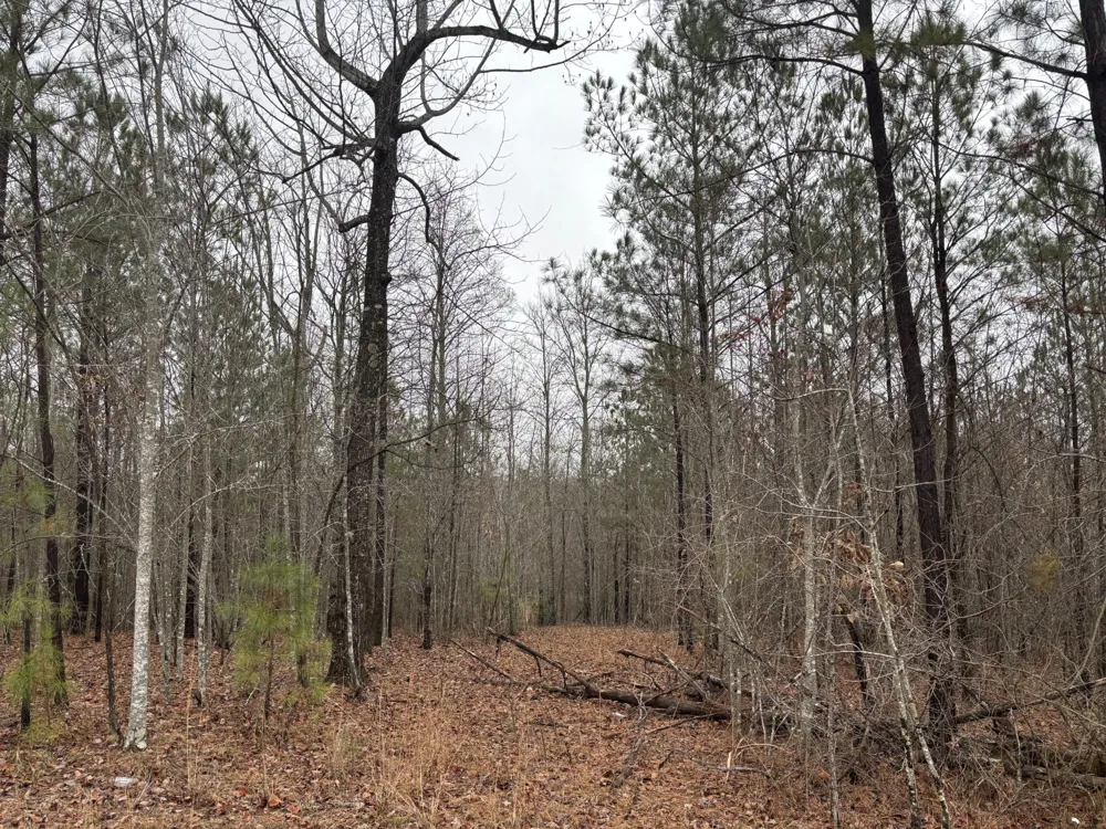 3699 Crockett Pointe Jasper, TN 37347