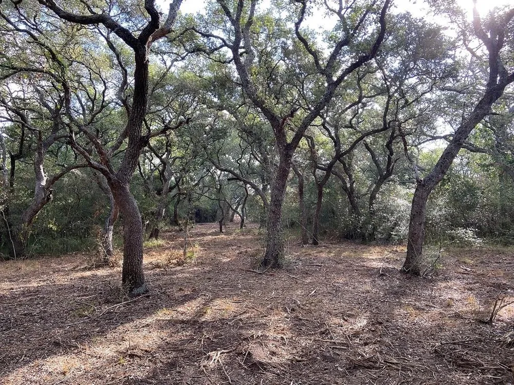 Loose Cow Road Garwood, TX 77442