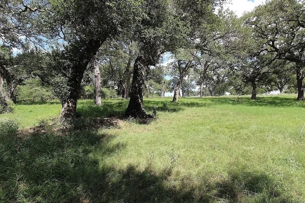 1801 Fm 1383 Schulenburg, TX 78956
