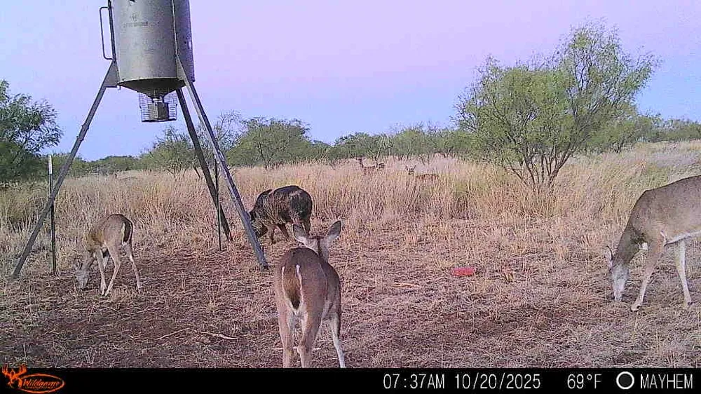 158.50 ACRES Trent, TX 79561