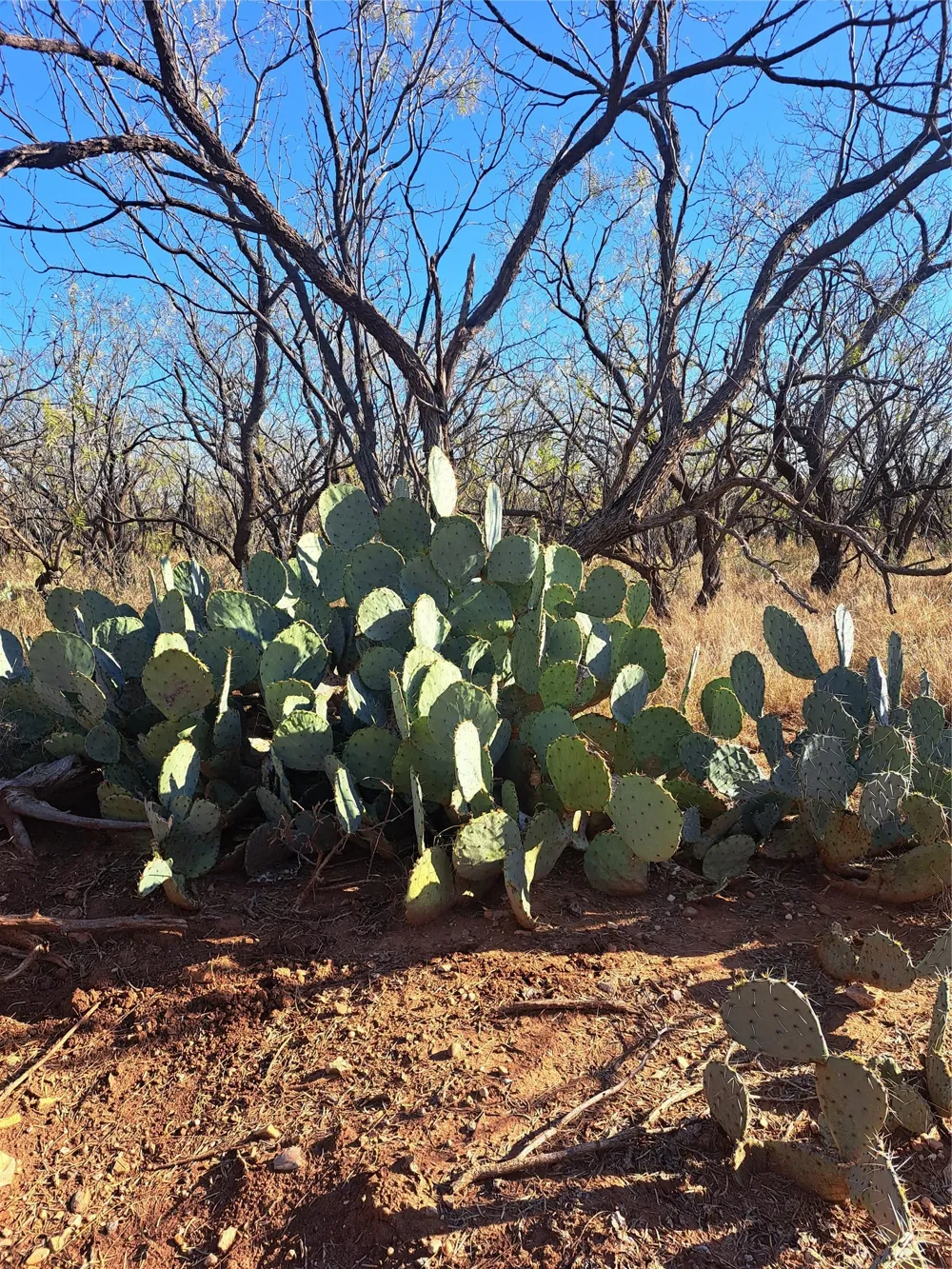 158.50 ACRES Trent, TX 79561