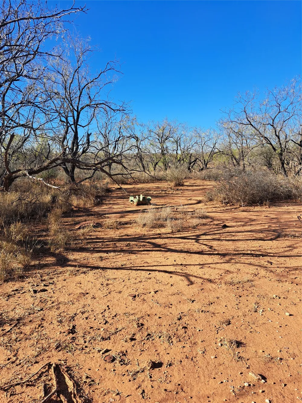 158.50 ACRES Trent, TX 79561