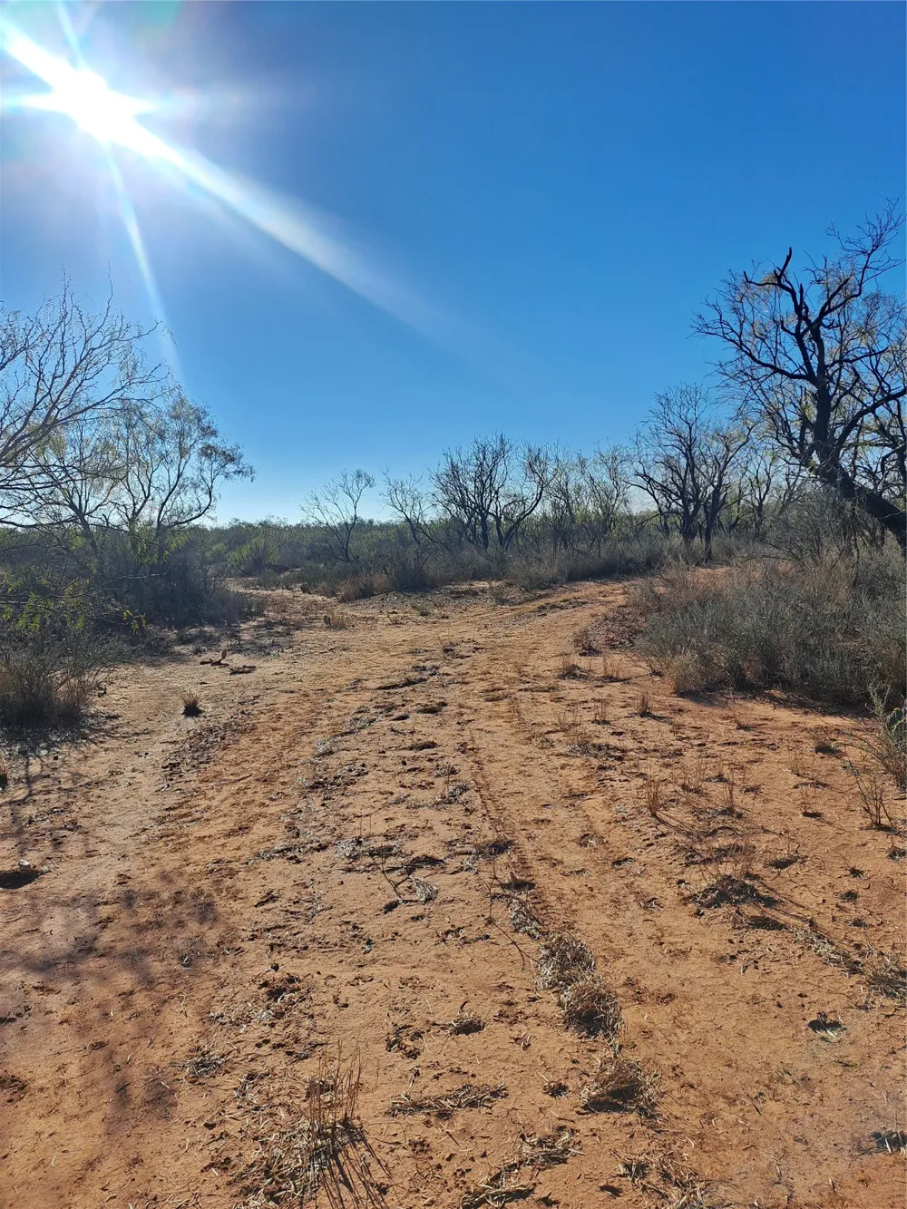 158.50 ACRES Trent, TX 79561