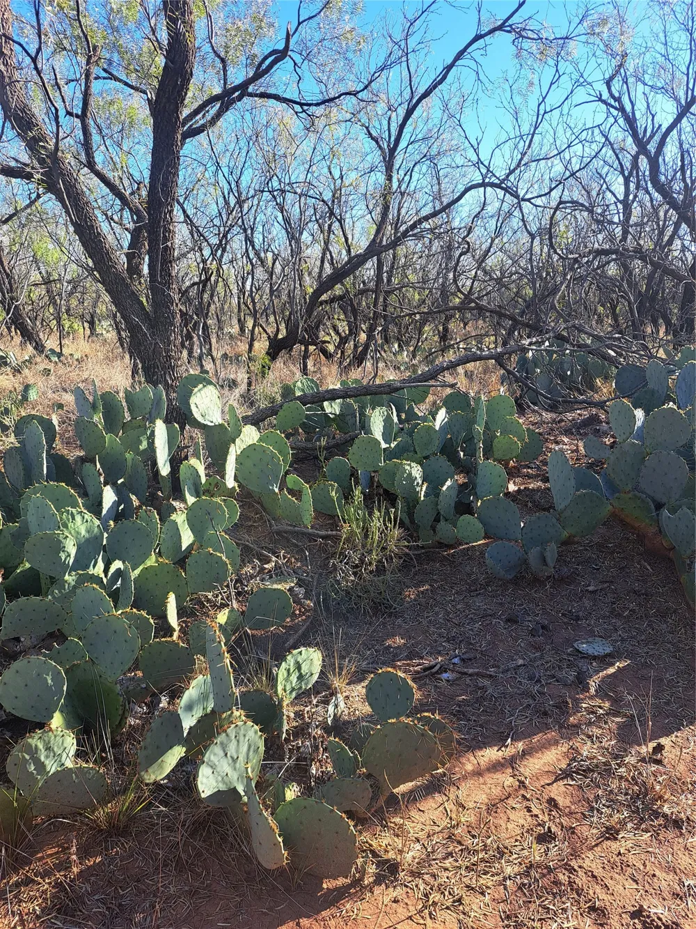 158.50 ACRES Trent, TX 79561