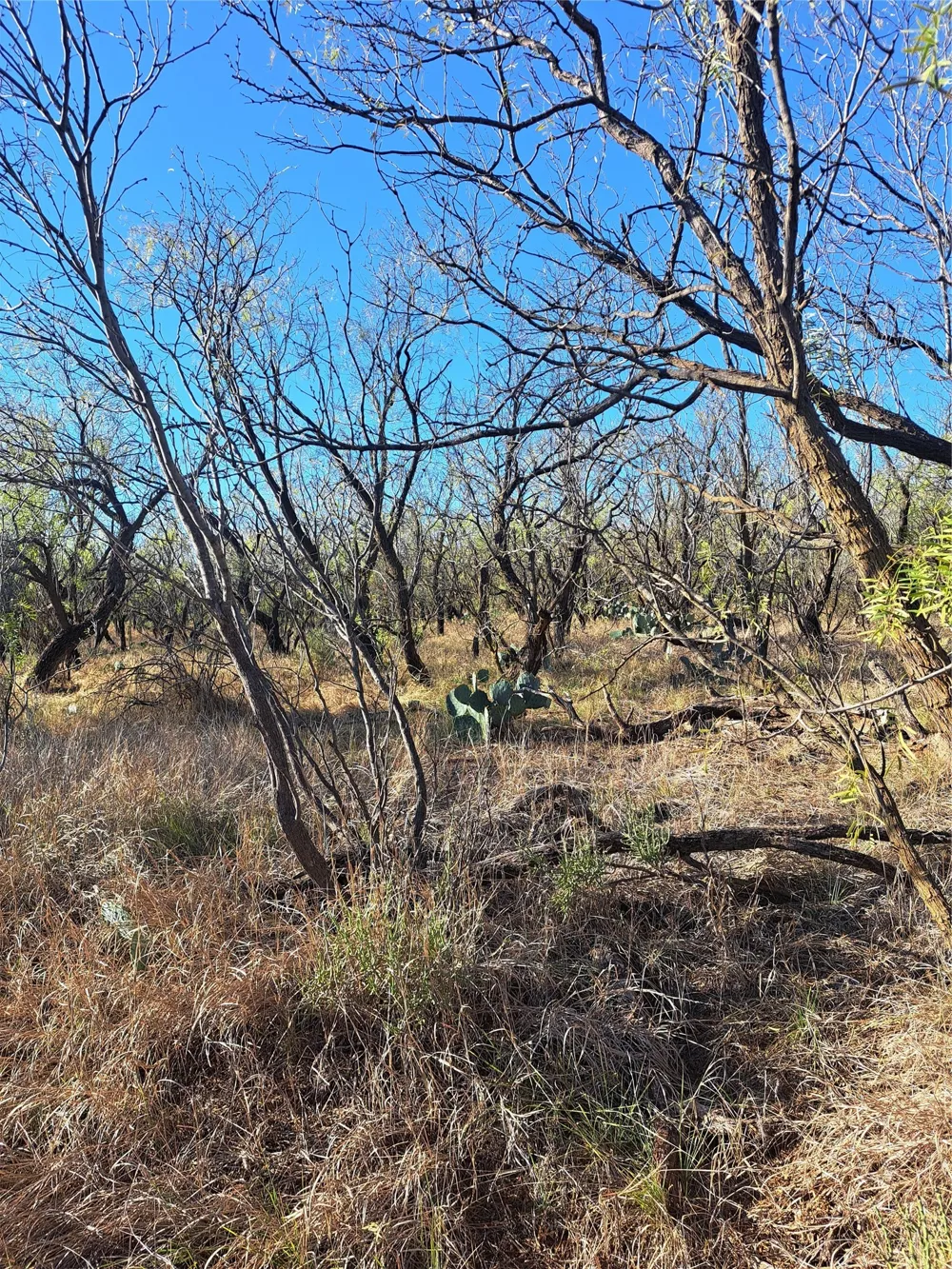 158.50 ACRES Trent, TX 79561