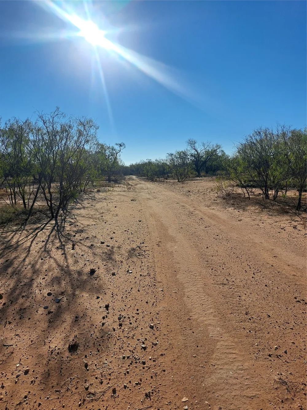 158.50 ACRES Trent, TX 79561