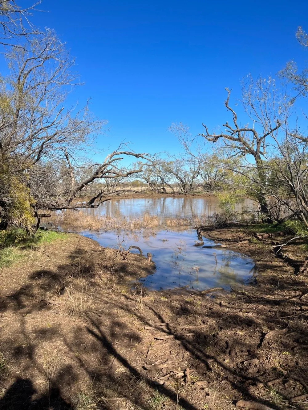 158.50 ACRES Trent, TX 79561