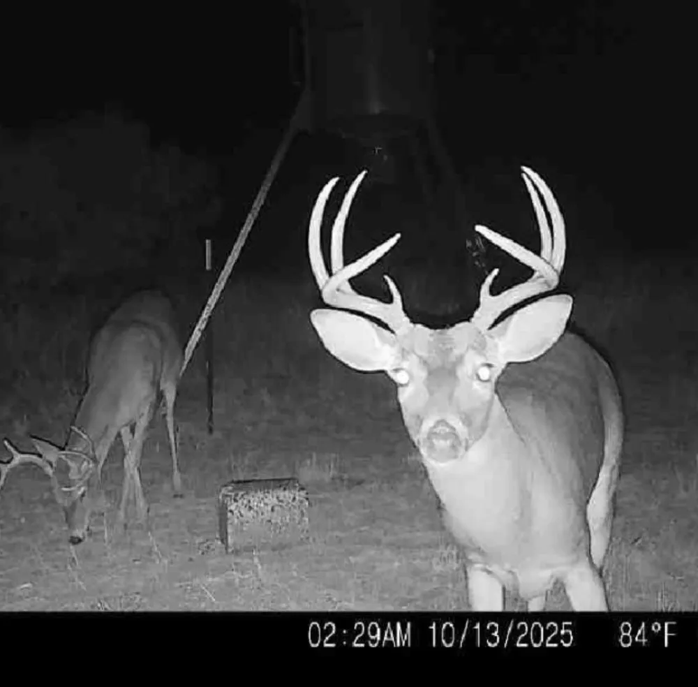158.50 ACRES Trent, TX 79561