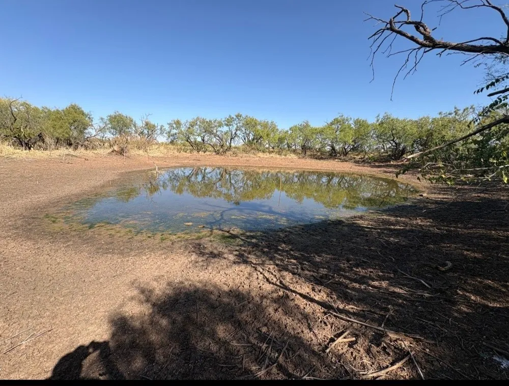 158.50 ACRES Trent, TX 79561
