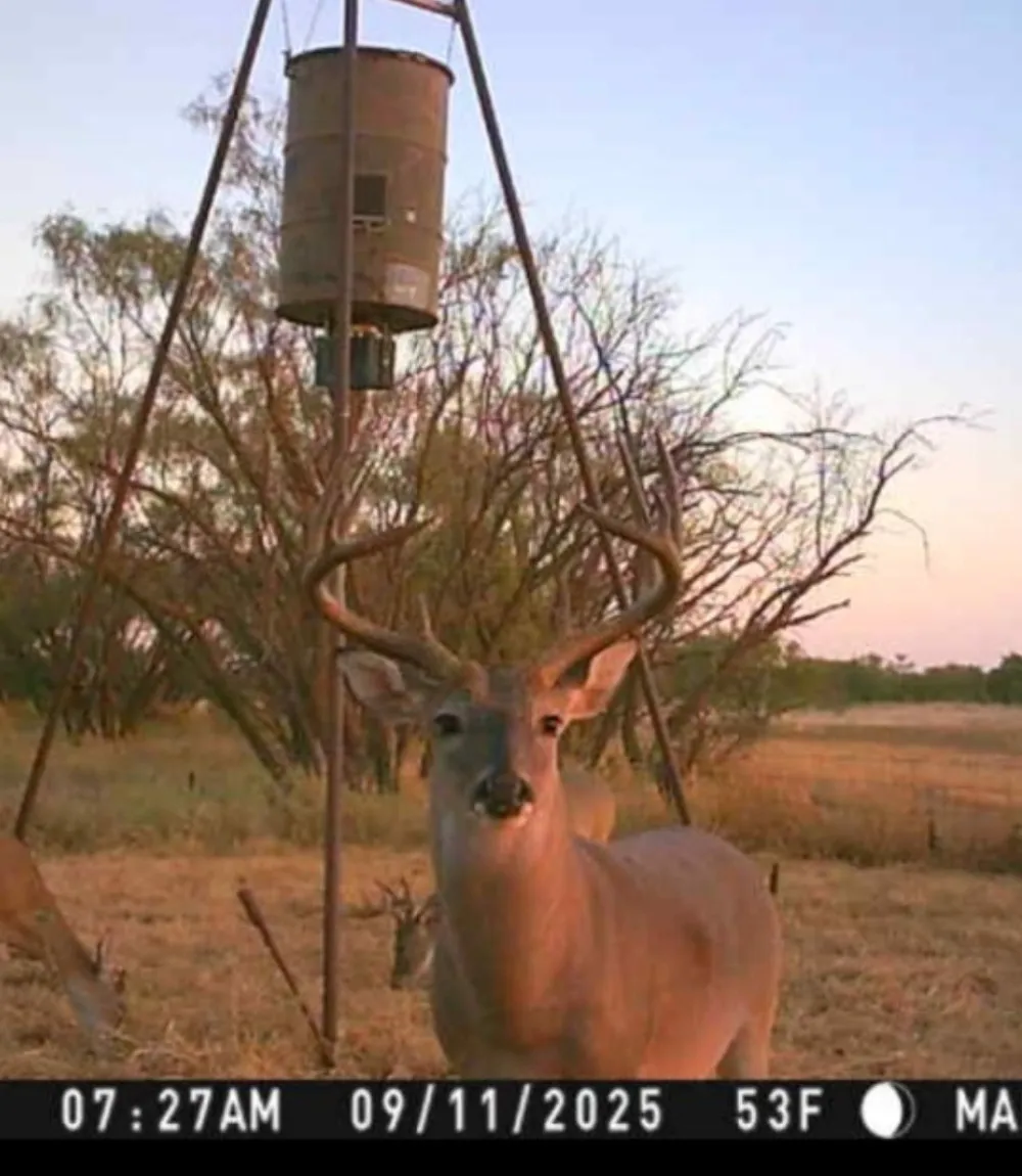 158.50 ACRES Trent, TX 79561