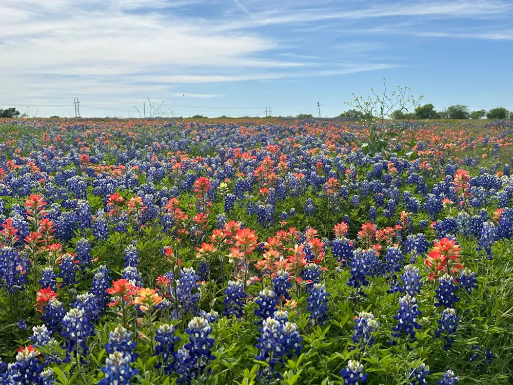 Fm-660 Ennis, TX 75119