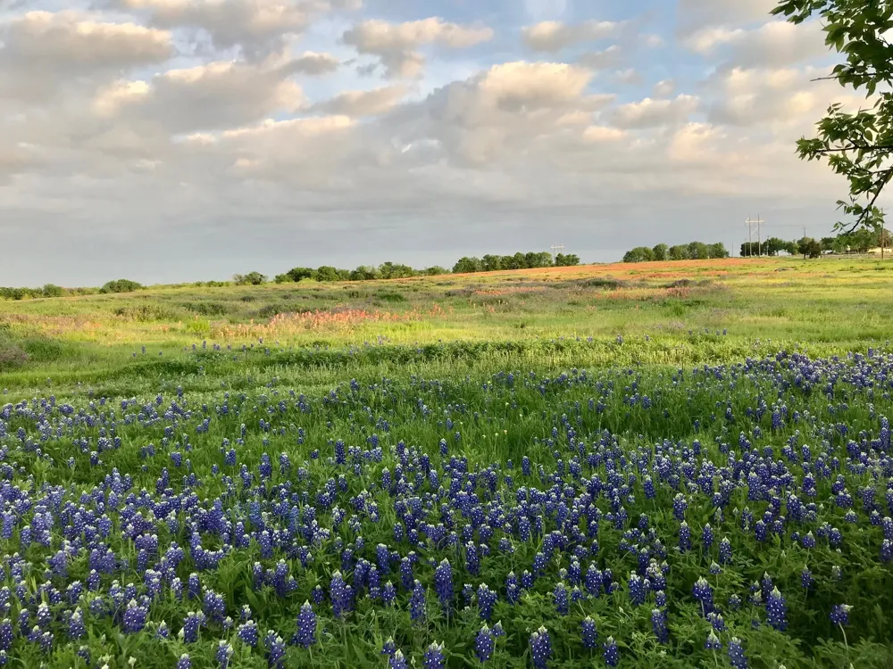 Fm-660 Ennis, TX 75119