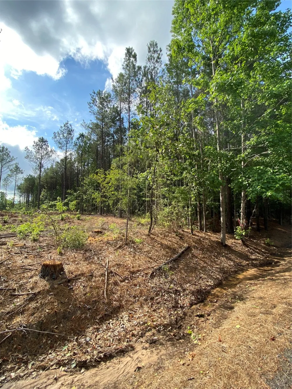 old plain dealing rd Plain Dealing, LA 71064