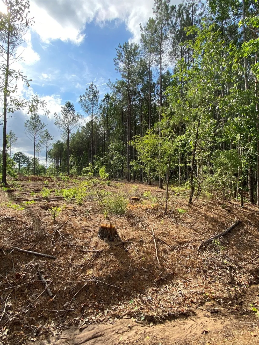 old plain dealing rd Plain Dealing, LA 71064