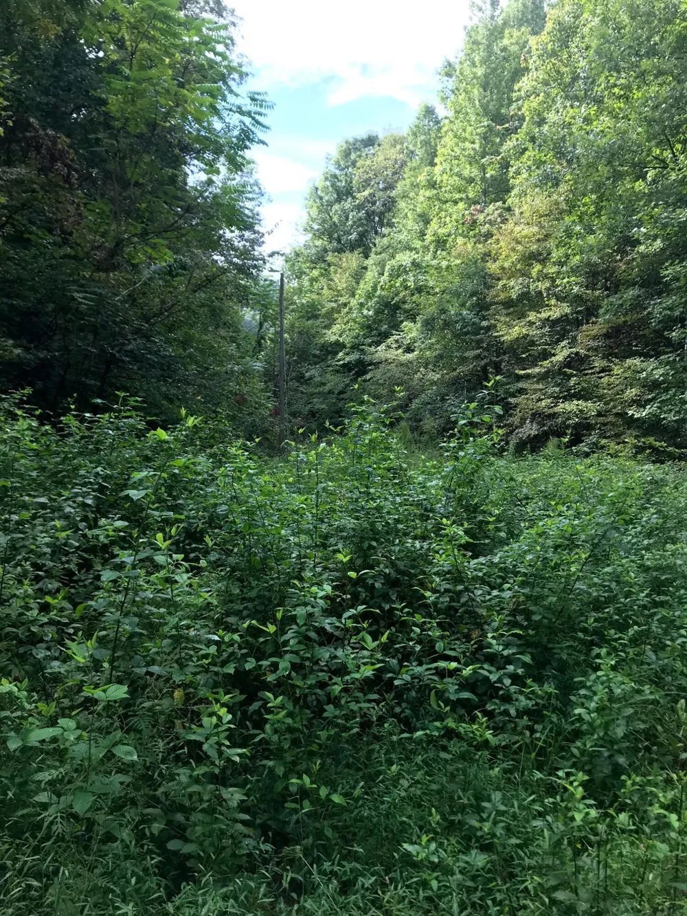 Cane Creek Mtn. Road Tellico Plains, TN 37385
