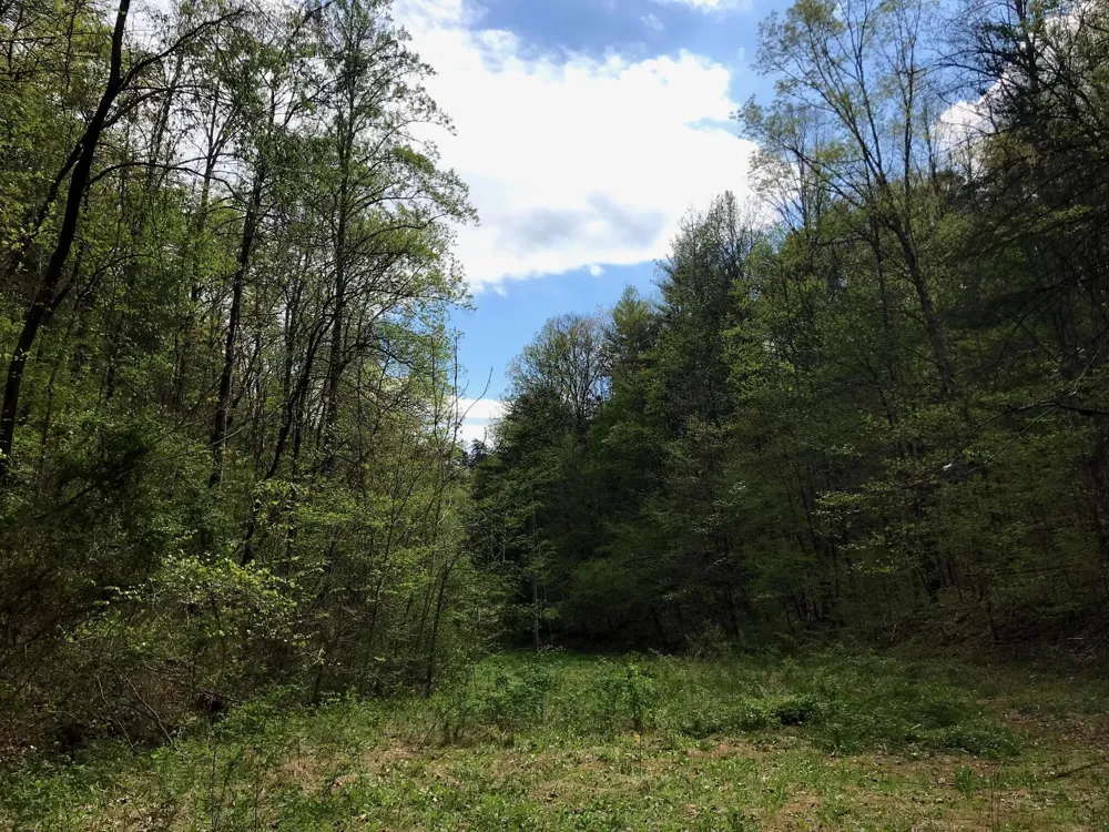 Cane Creek Mtn. Road Tellico Plains, TN 37385