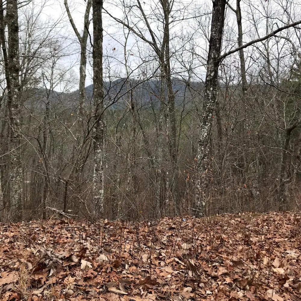 Cane Creek Mtn. Road Tellico Plains, TN 37385