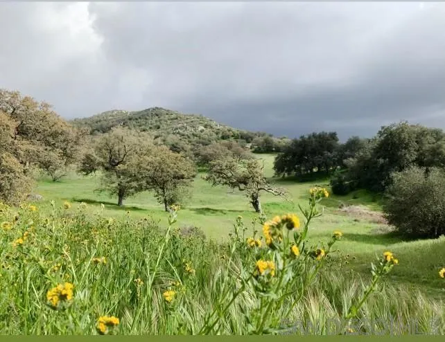 Tule Springs Road Julian, CA 92036