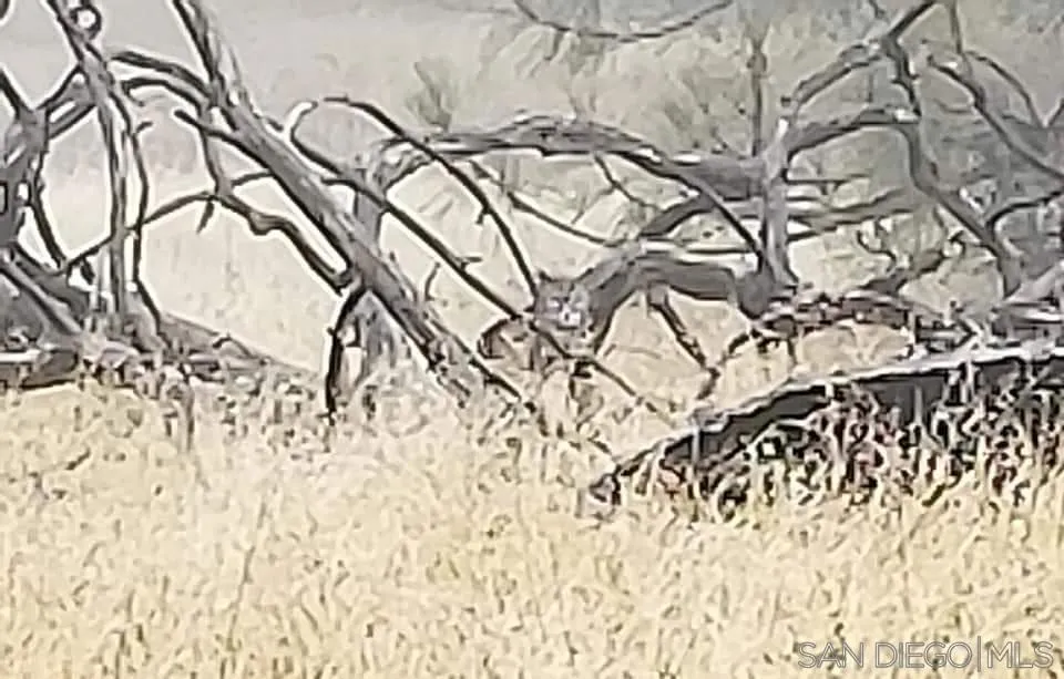 Tule Springs Road Julian, CA 92036
