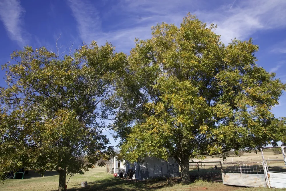 6172 FM 1769 Graham, TX 76450