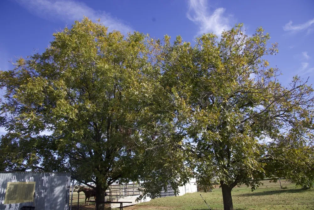 6172 FM 1769 Graham, TX 76450
