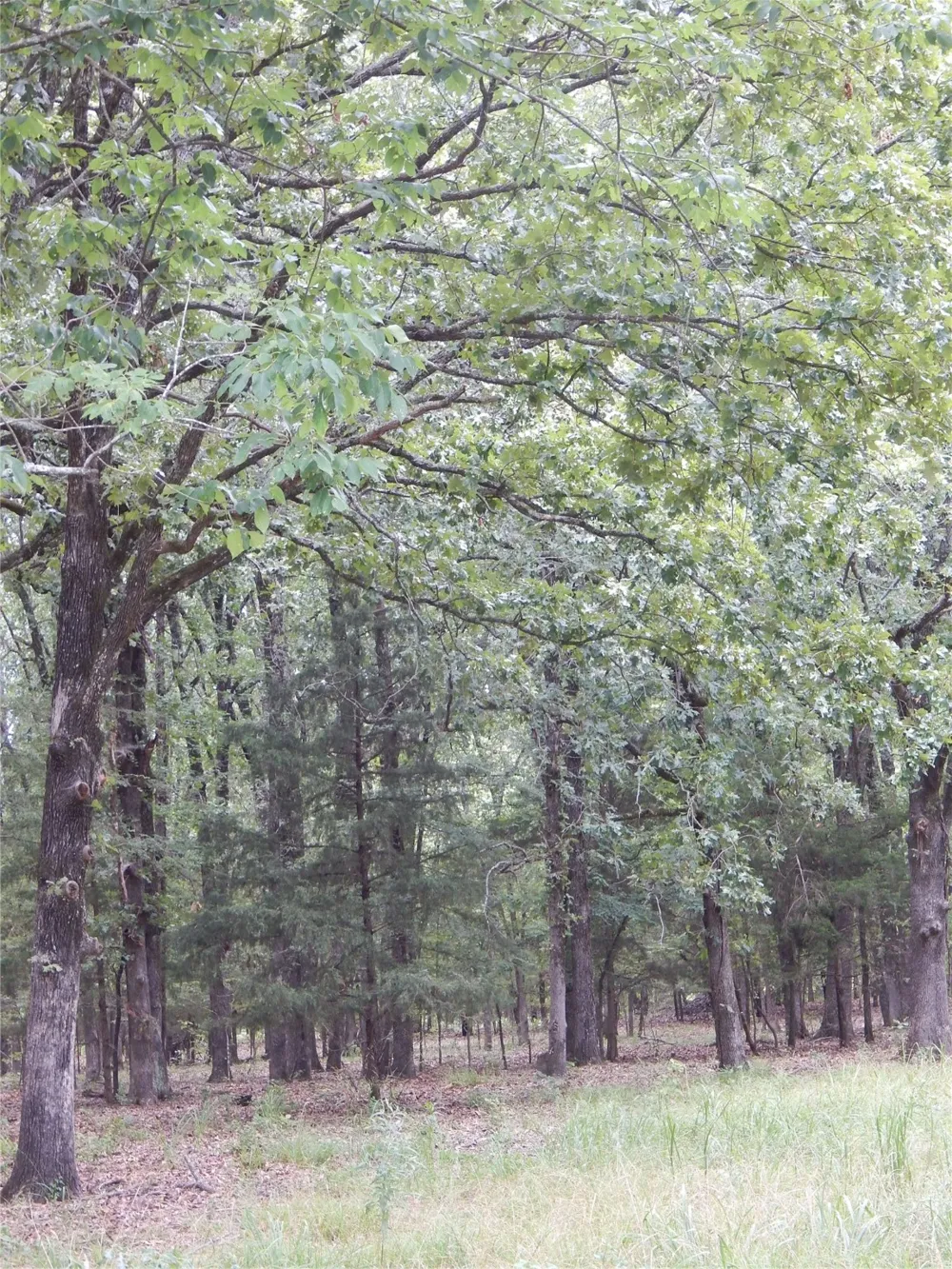 14 Lakeside Estates Bagwell, TX 75412