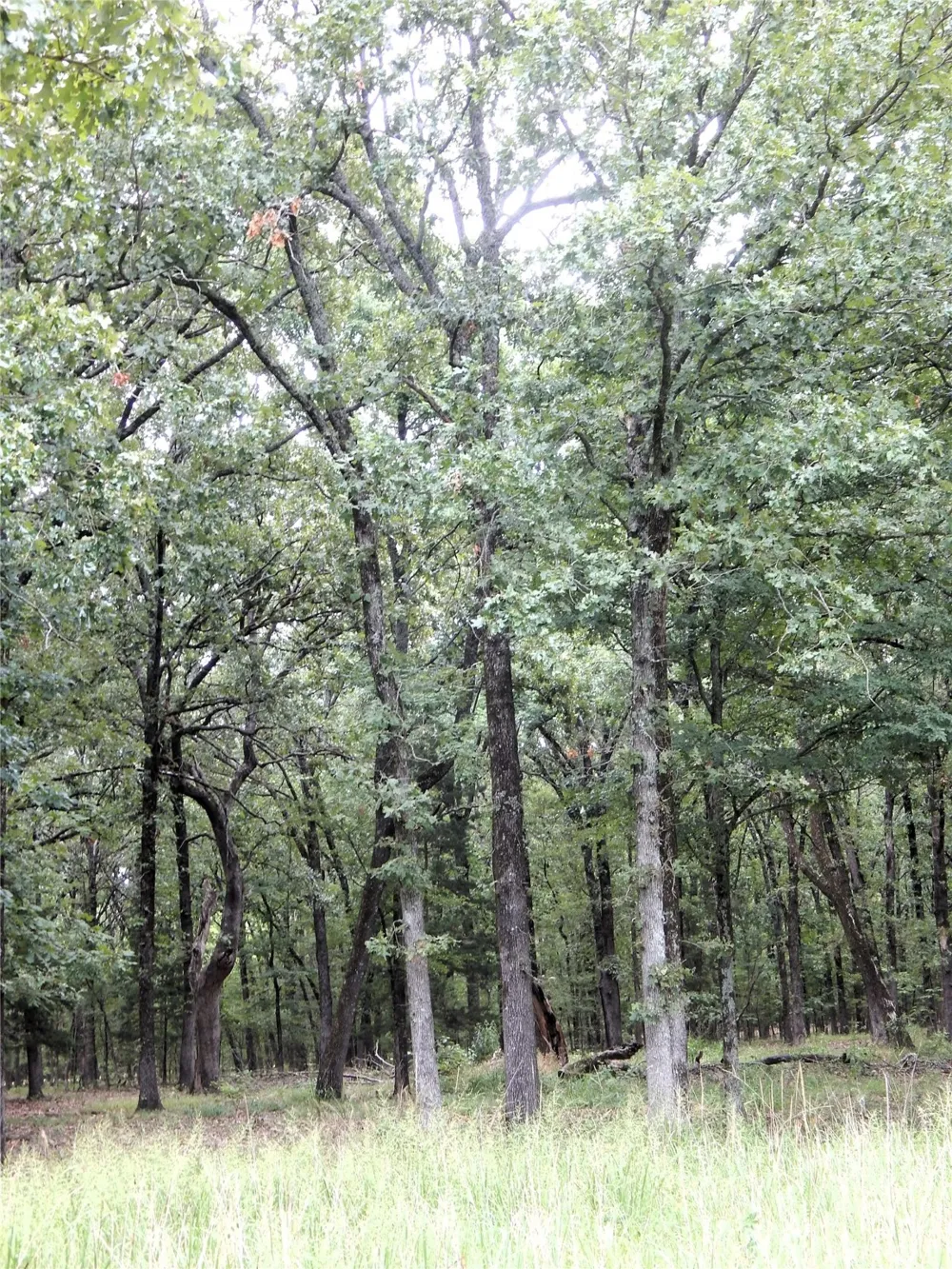14 Lakeside Estates Bagwell, TX 75412