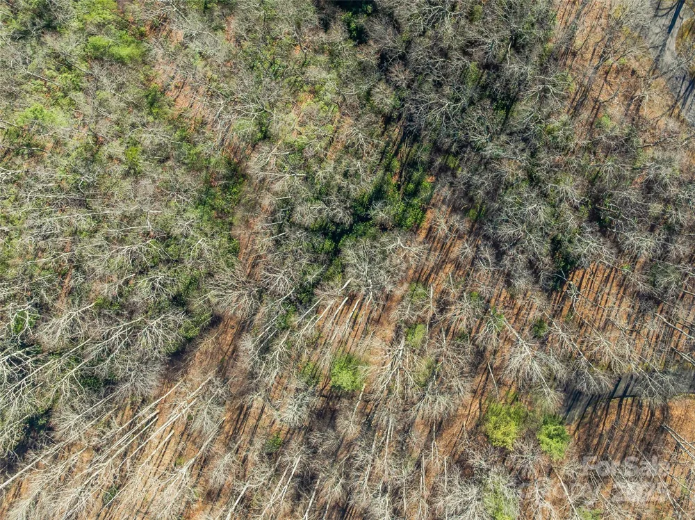 TBD Ladys Fern Trail #9 Laurel Park, NC 28739