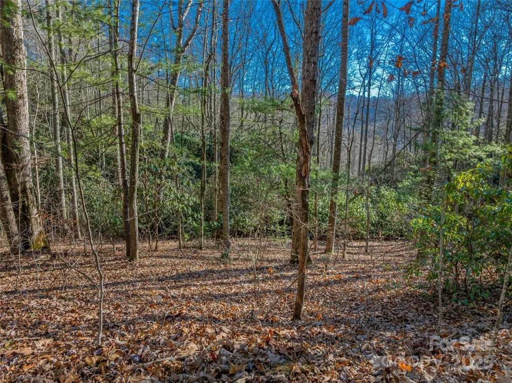 TBD Ladys Fern Trail #9 Laurel Park, NC 28739