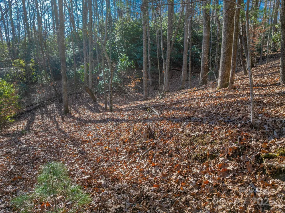 TBD Ladys Fern Trail #9 Laurel Park, NC 28739