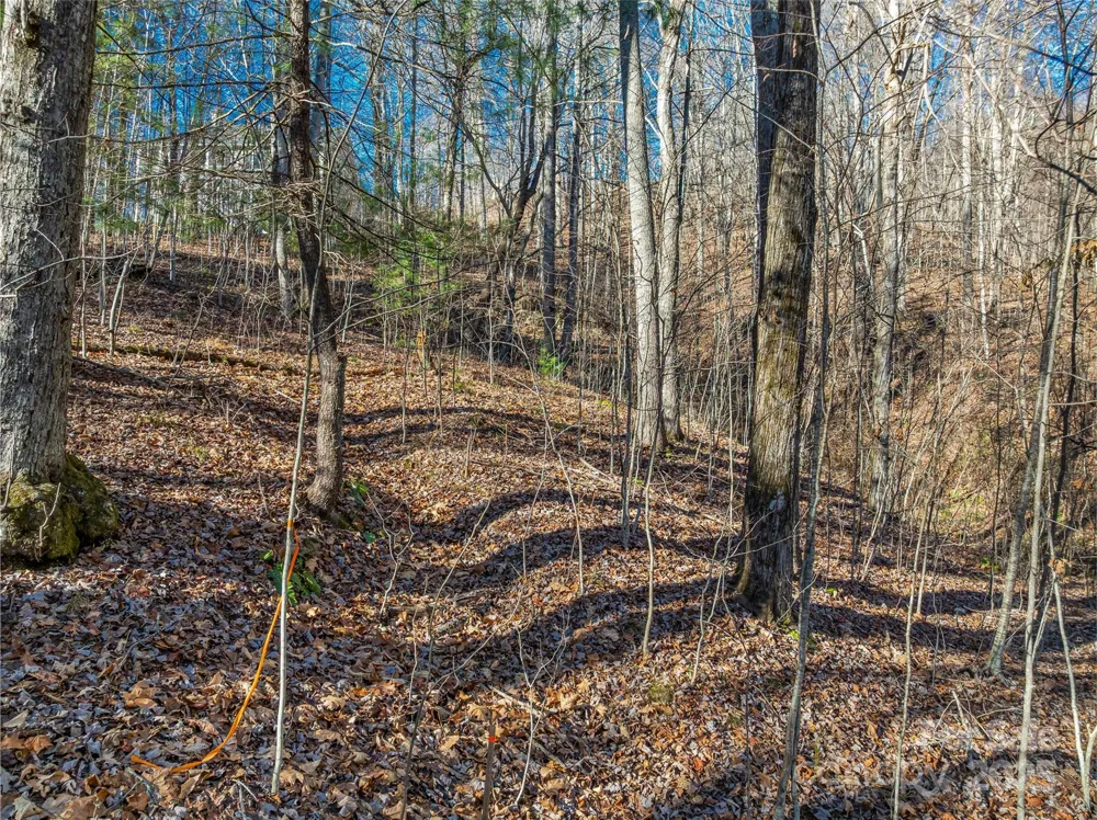 TBD Ladys Fern Trail #10 Laurel Park, NC 28739