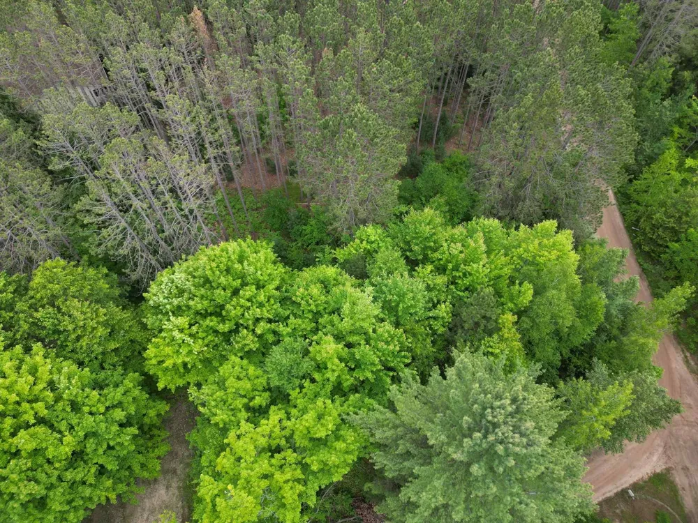 Wintergreen Surrey Township, MI 48622