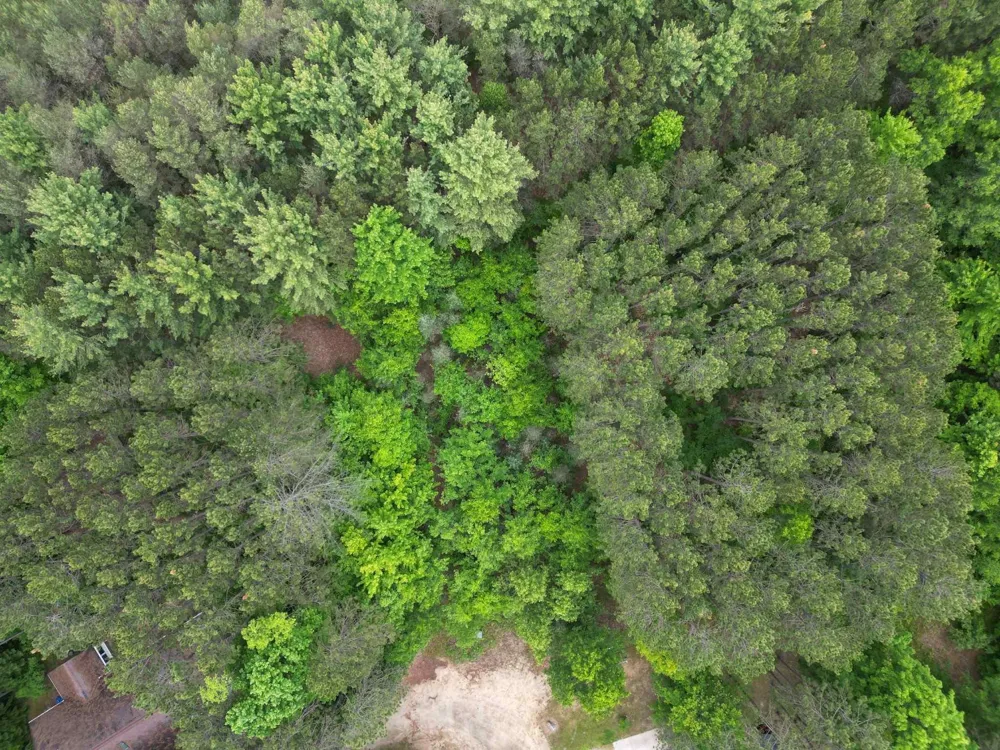 Primrose Lane Surrey Township, MI 48622