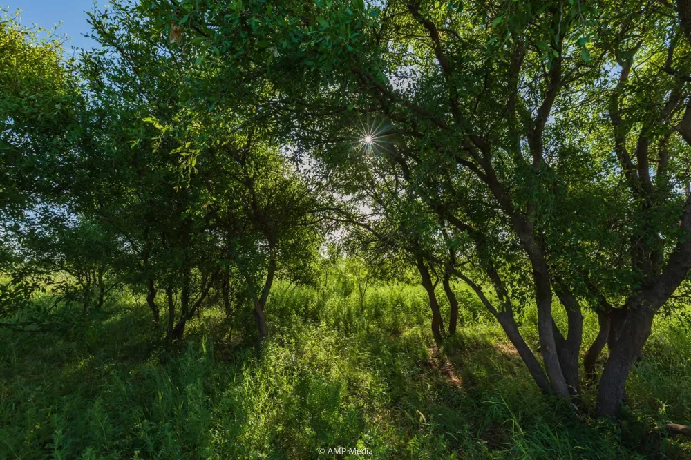 CR 440 Rotan, TX 79546