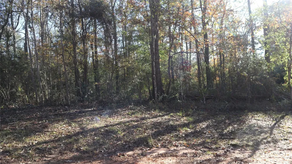Pin Tail Coldspring, TX 77331