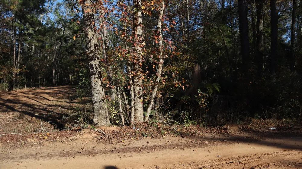 Pin Tail Coldspring, TX 77331