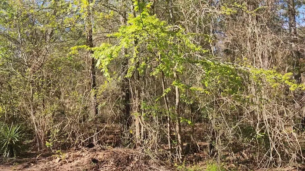 7 Sweetleaf Lane Plantersville, TX 77363
